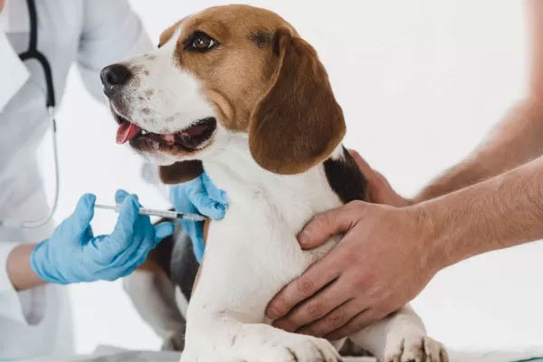 Vaccines for Pet